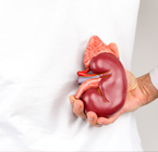 Sociedade Internacional de Nefrologia alerta para epidemia "silenciosa" de Doença Renal Crônica
