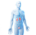 Dia Mundial do Rim: alerta para os cuidados com a saúde renal
